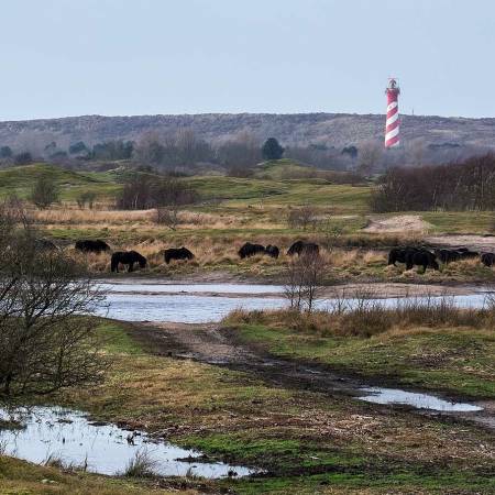'Zeepeduinen' im Naturschutzgebiet 'kop van Schouwen'.